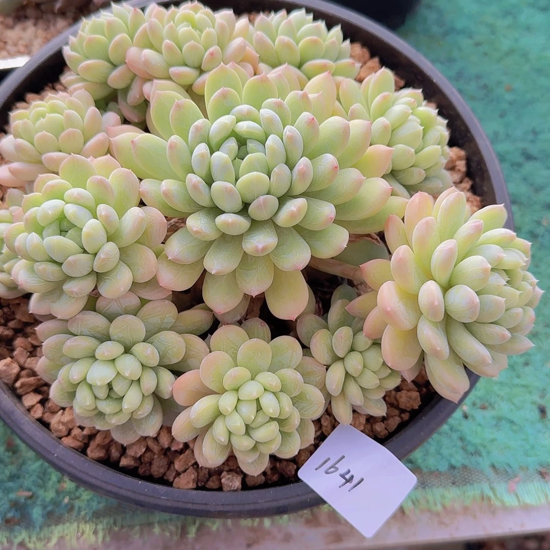 1641百搭翡翠多肉植物