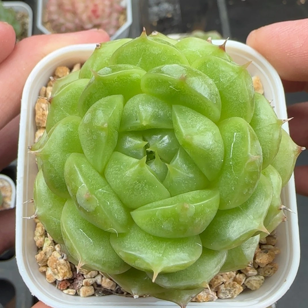 一物一拍青璃珍妮