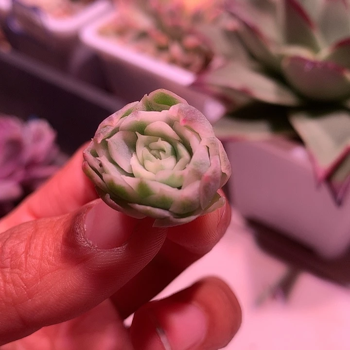 圆梦锦锦活动特价