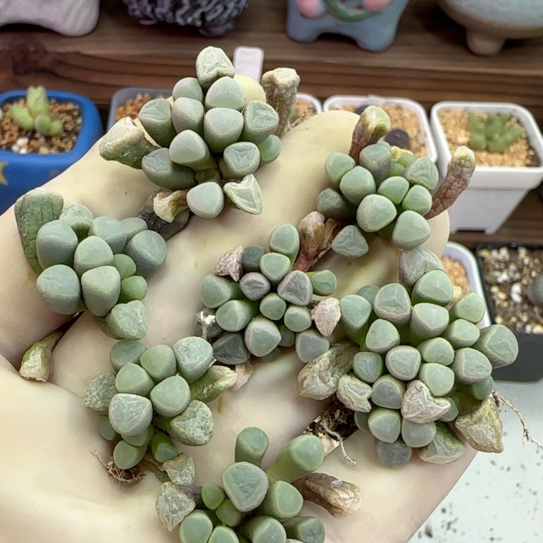 104福利福利福利