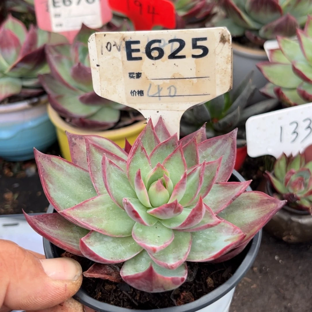 惊鸿仙子多肉植物625