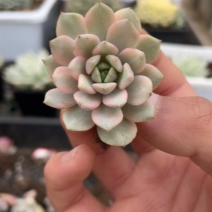 莱恩小精灵锦一物一拍锦龙