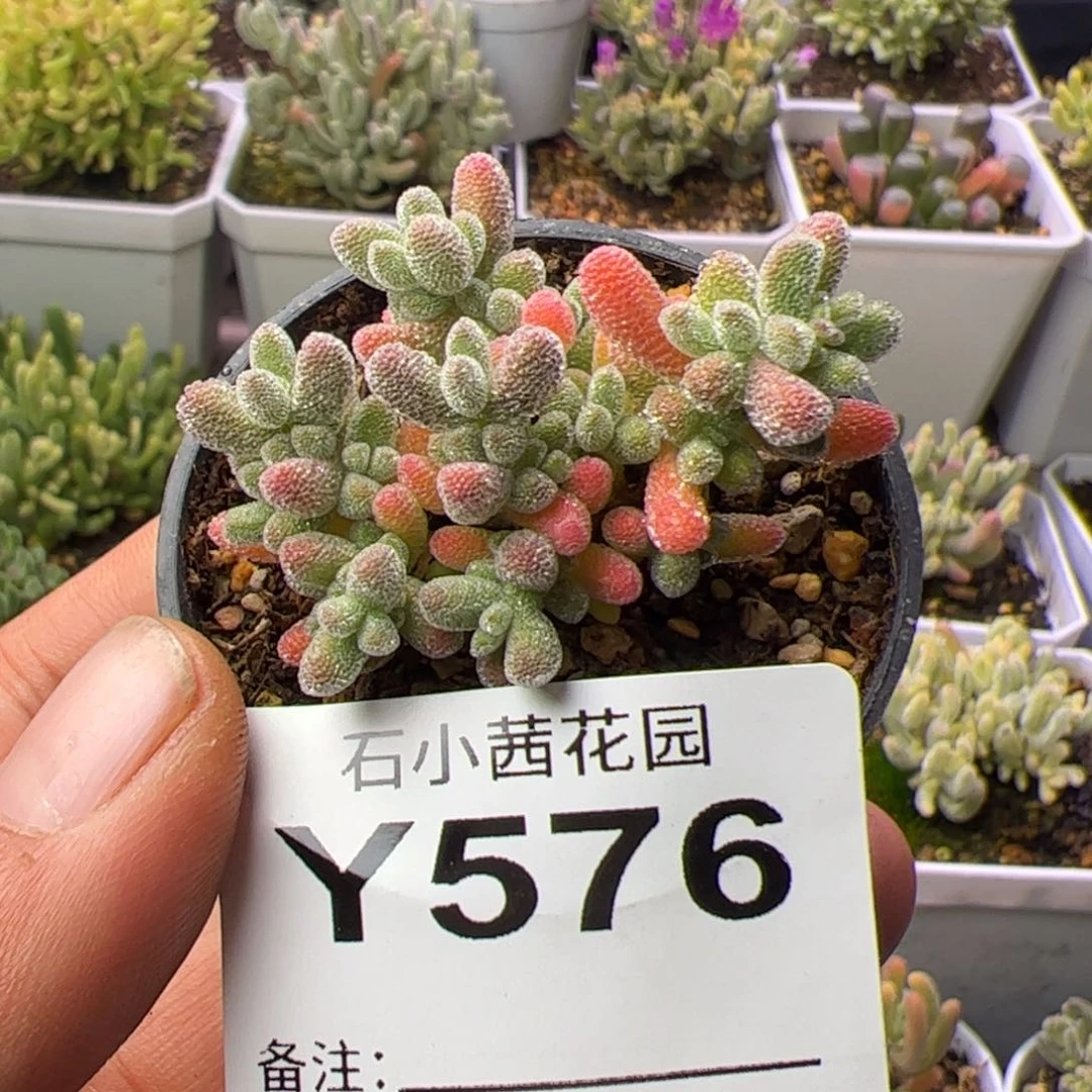 多肉植物枝干冰晶