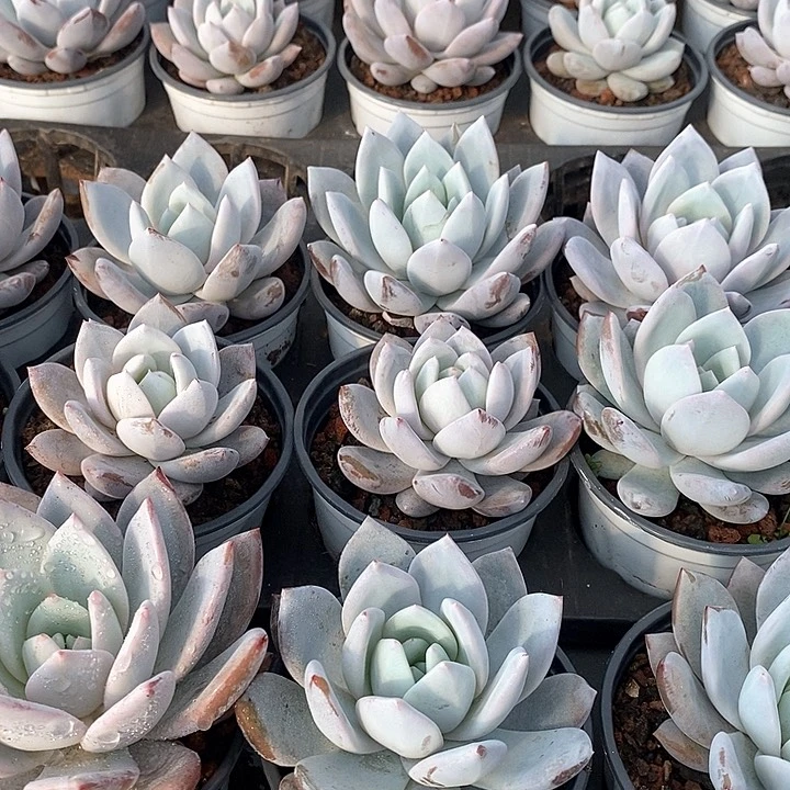 89嫦娥单头 福利多多