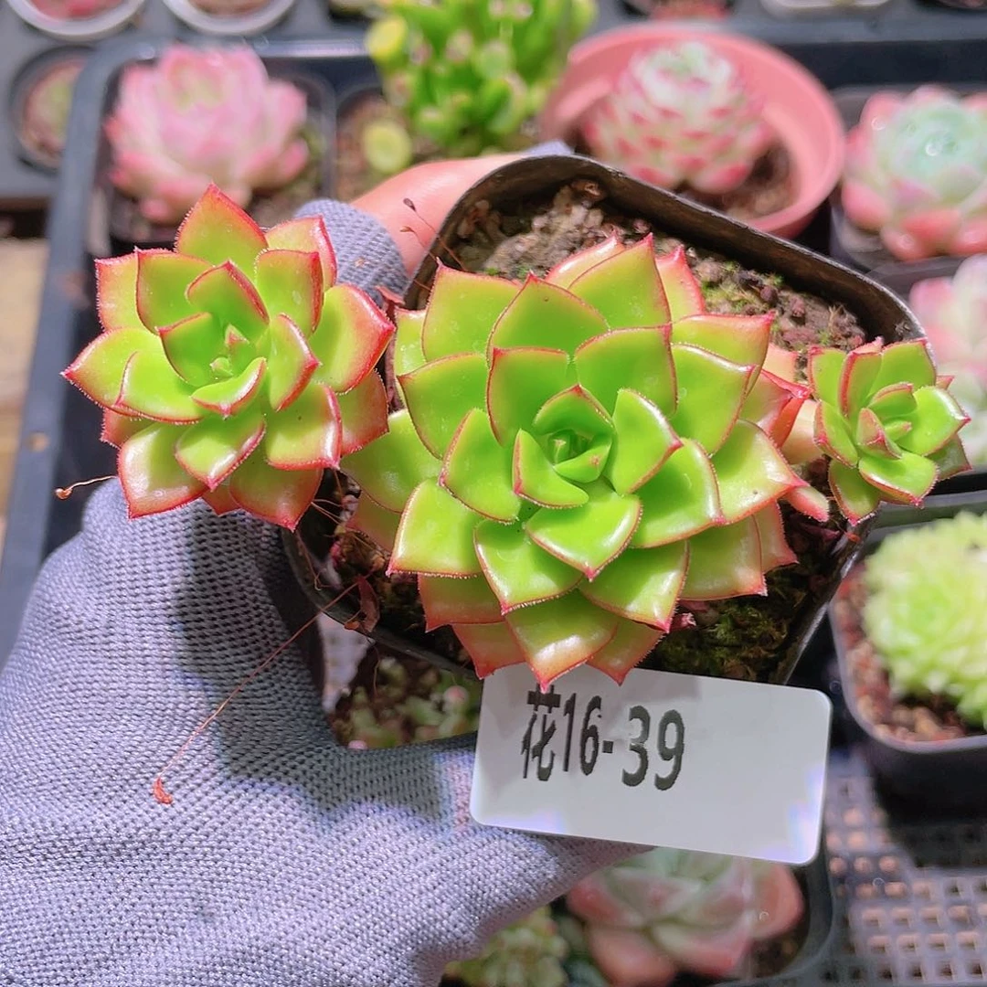 花利美16-39蒂亚