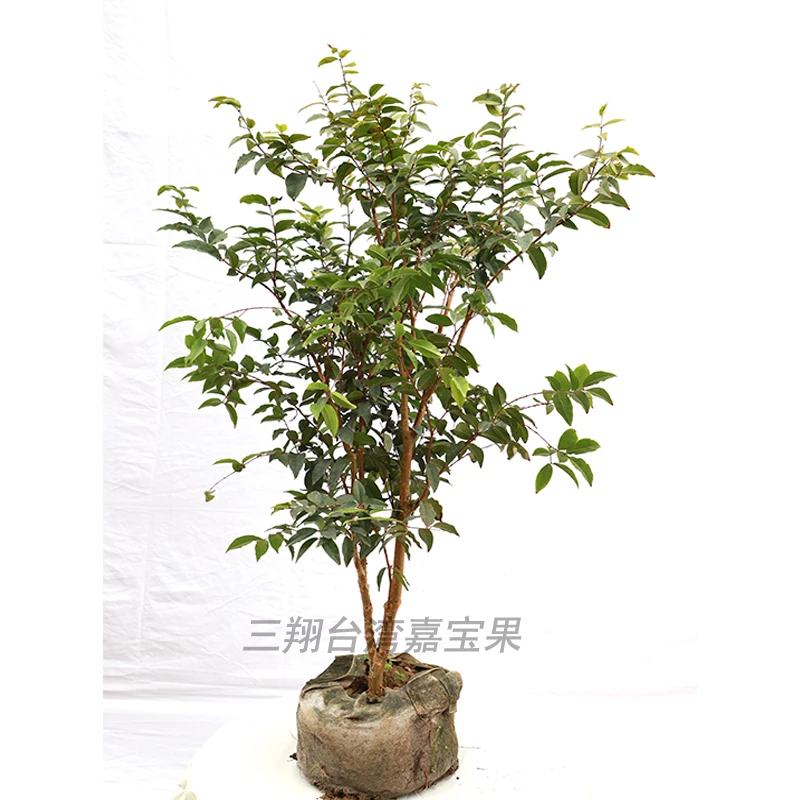直播现拍树苗临时链接果树红妃台湾嘉宝果银杏树沙巴艾斯卡乔尼尔