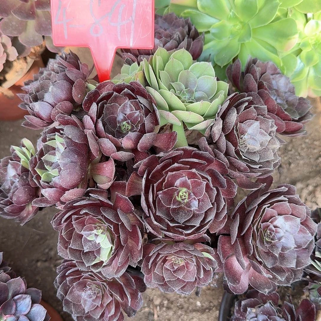 用***14-841黑美人多肉法师