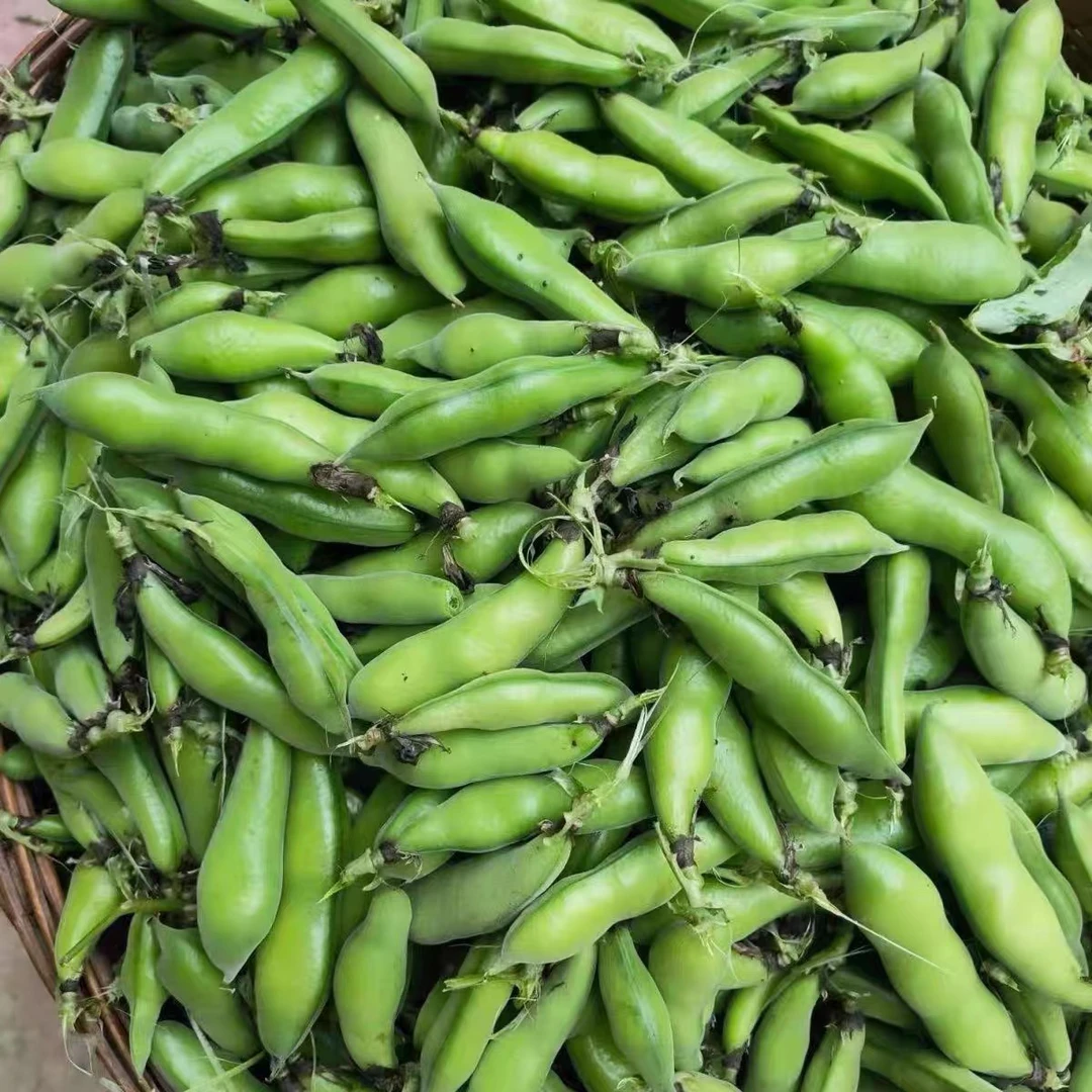 云南露天新鲜胡豆 蚕豆（带壳发货）