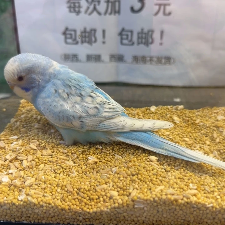 虎皮鹦鹉大头虎皮鹦鹉