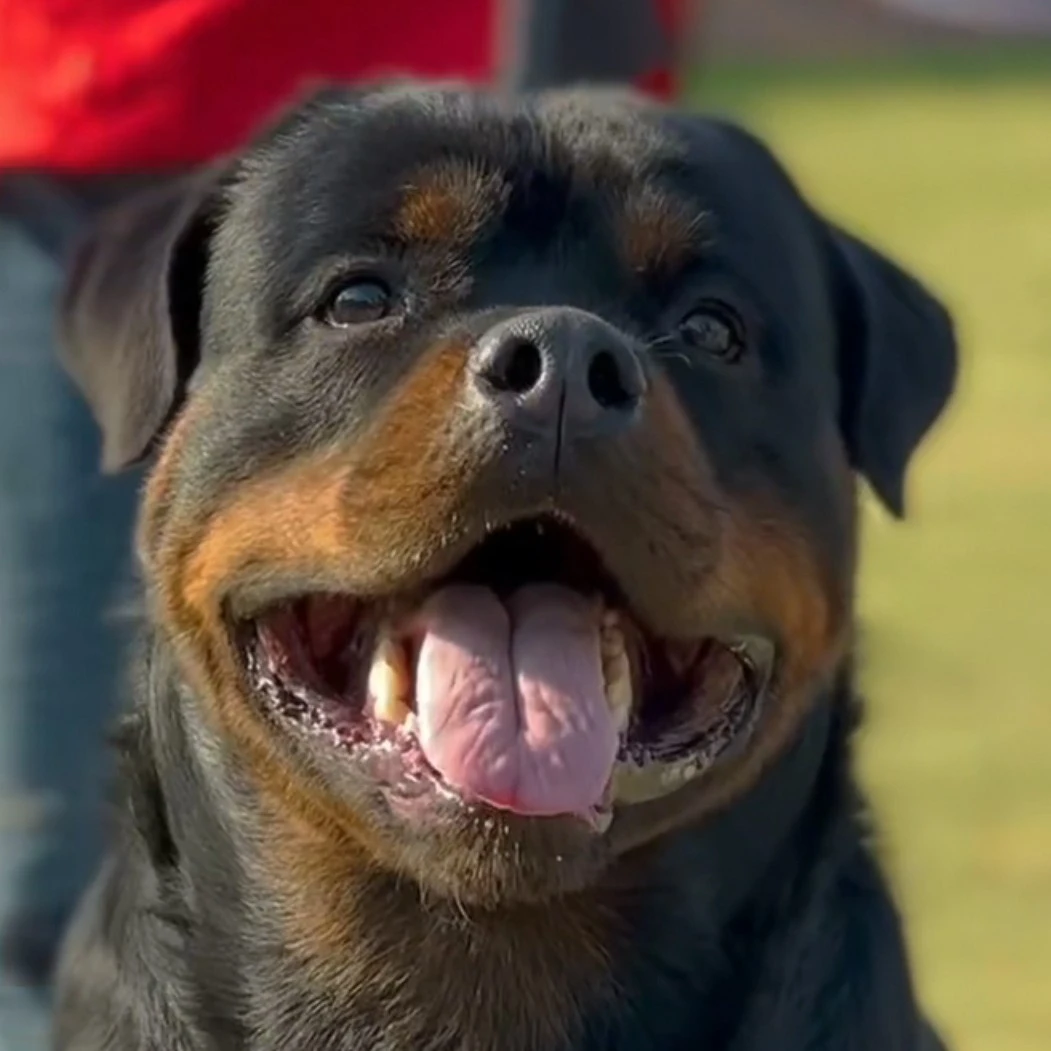 罗威纳幼犬活体链接