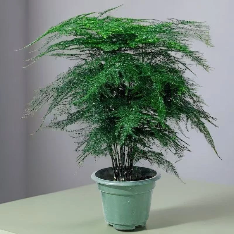 文竹盆栽植物室内客厅办公室绿植花卉桌面小盆景好养四季常青