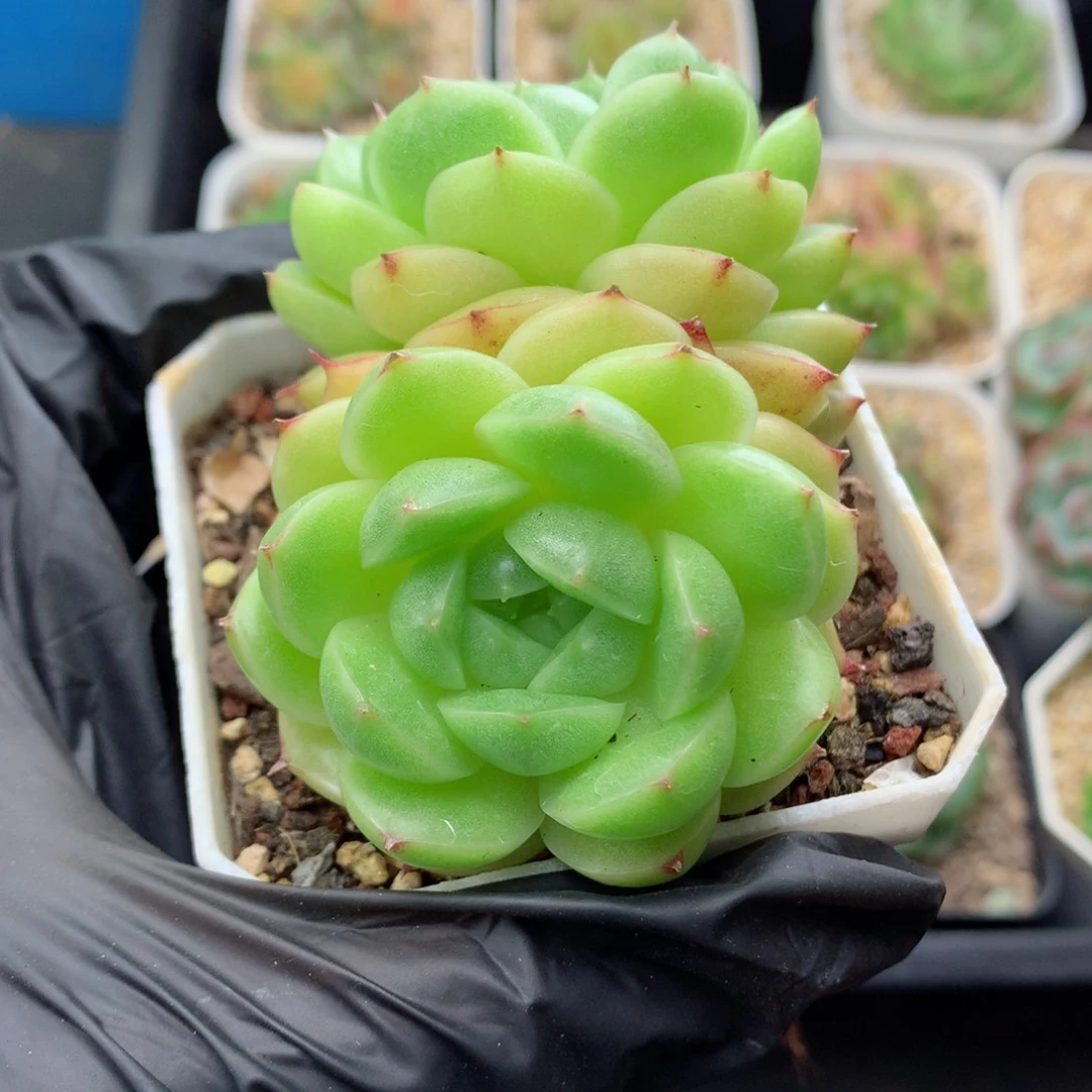 58包邮  群生不包整麦秆47