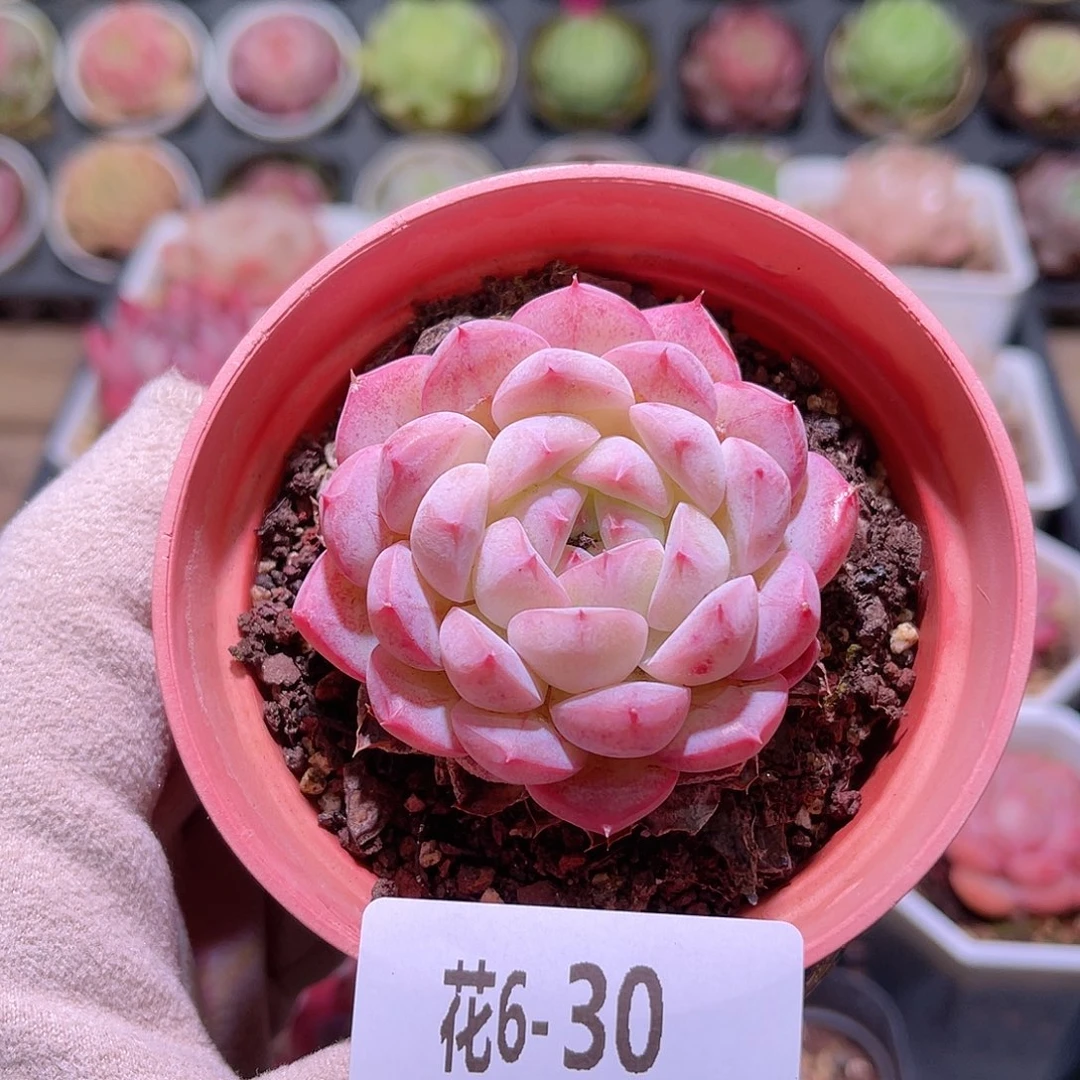 花利美6-30白桃汽水