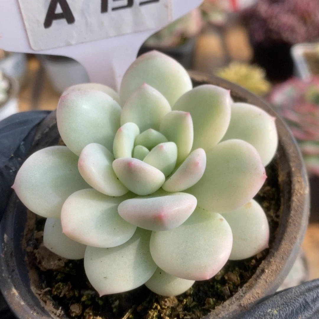 735新香水锦锦锦锦锦锦