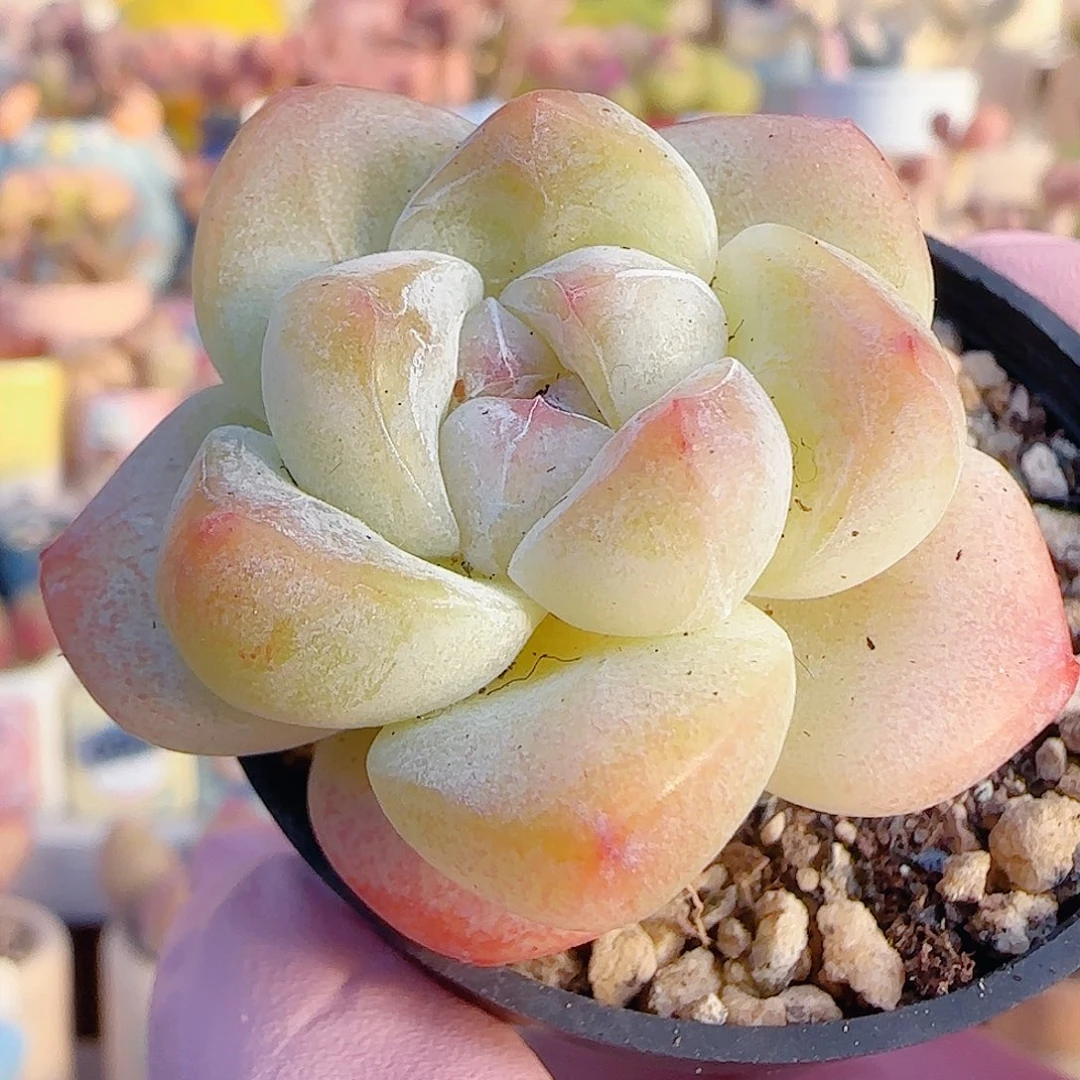 L 福利冰玉 盆口4cm