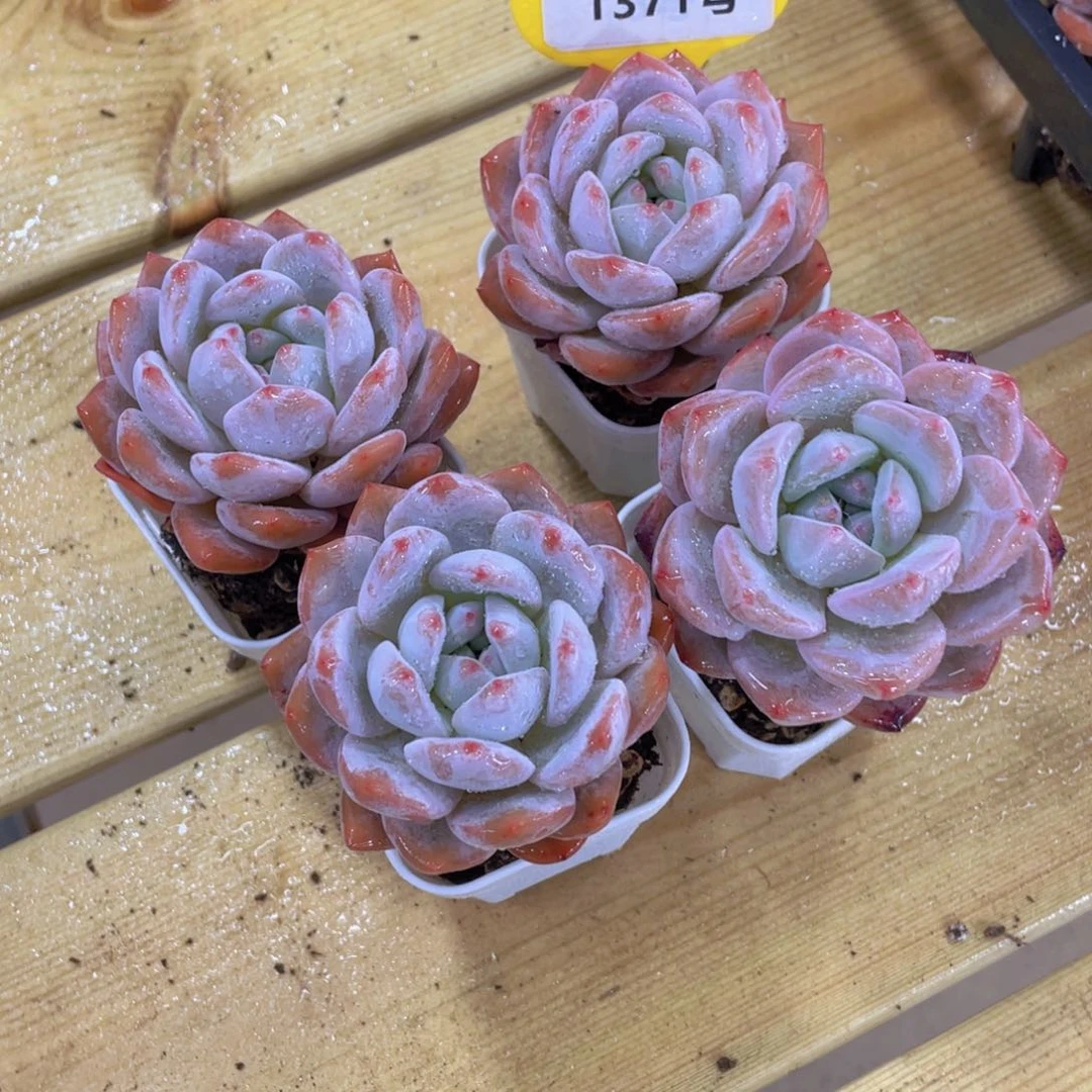 1371号 全状态韩橙精品两个