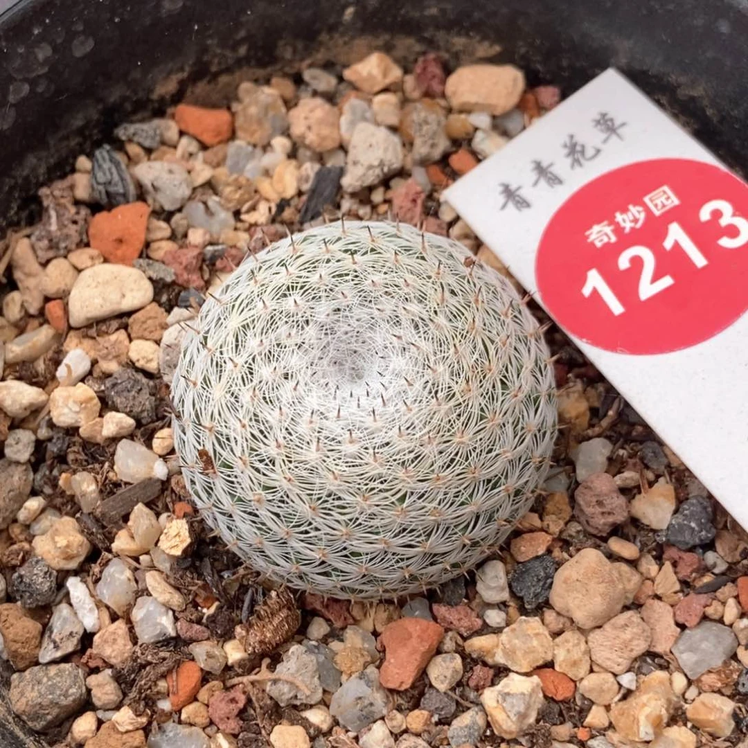 实生恋山彦3.3cm