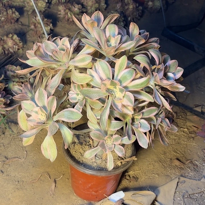 王***鹏多肉植物艳姿锦21
