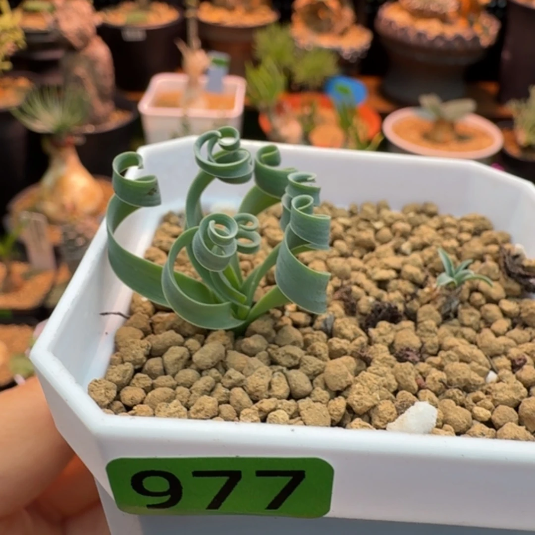 贵妃弹簧草977 仙人掌