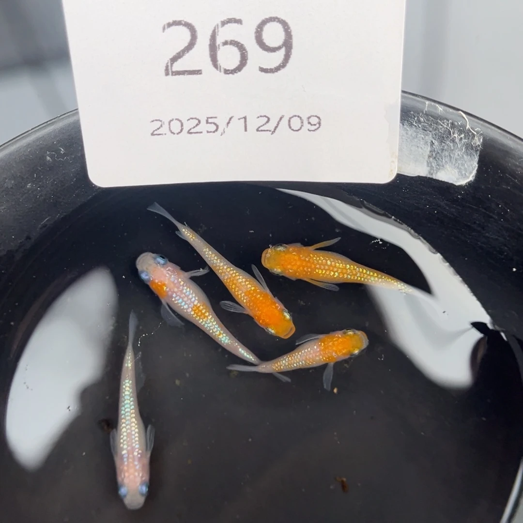 青鳉鱼269王华短五尾
