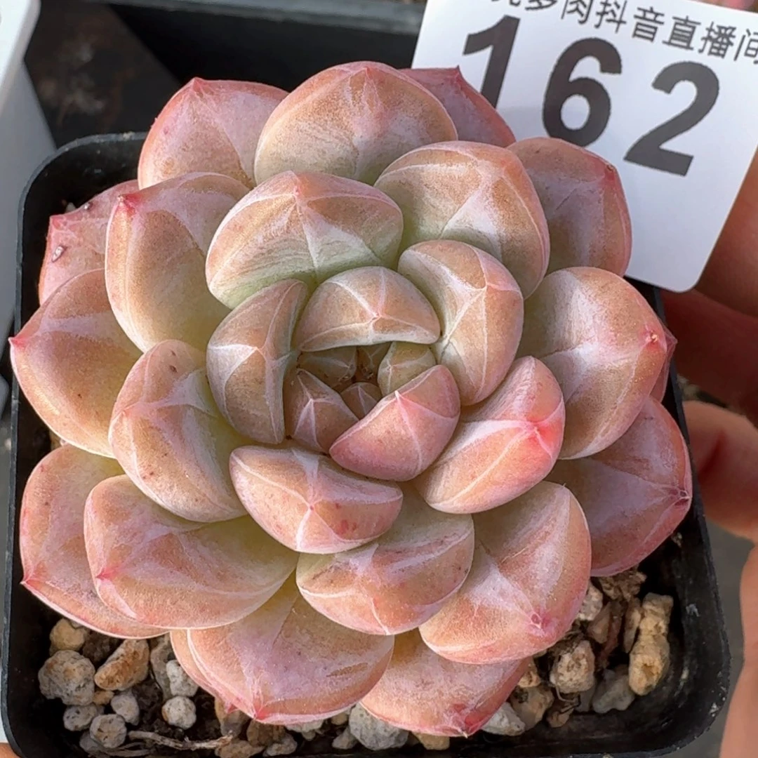 黛玉冰魄         多肉植物