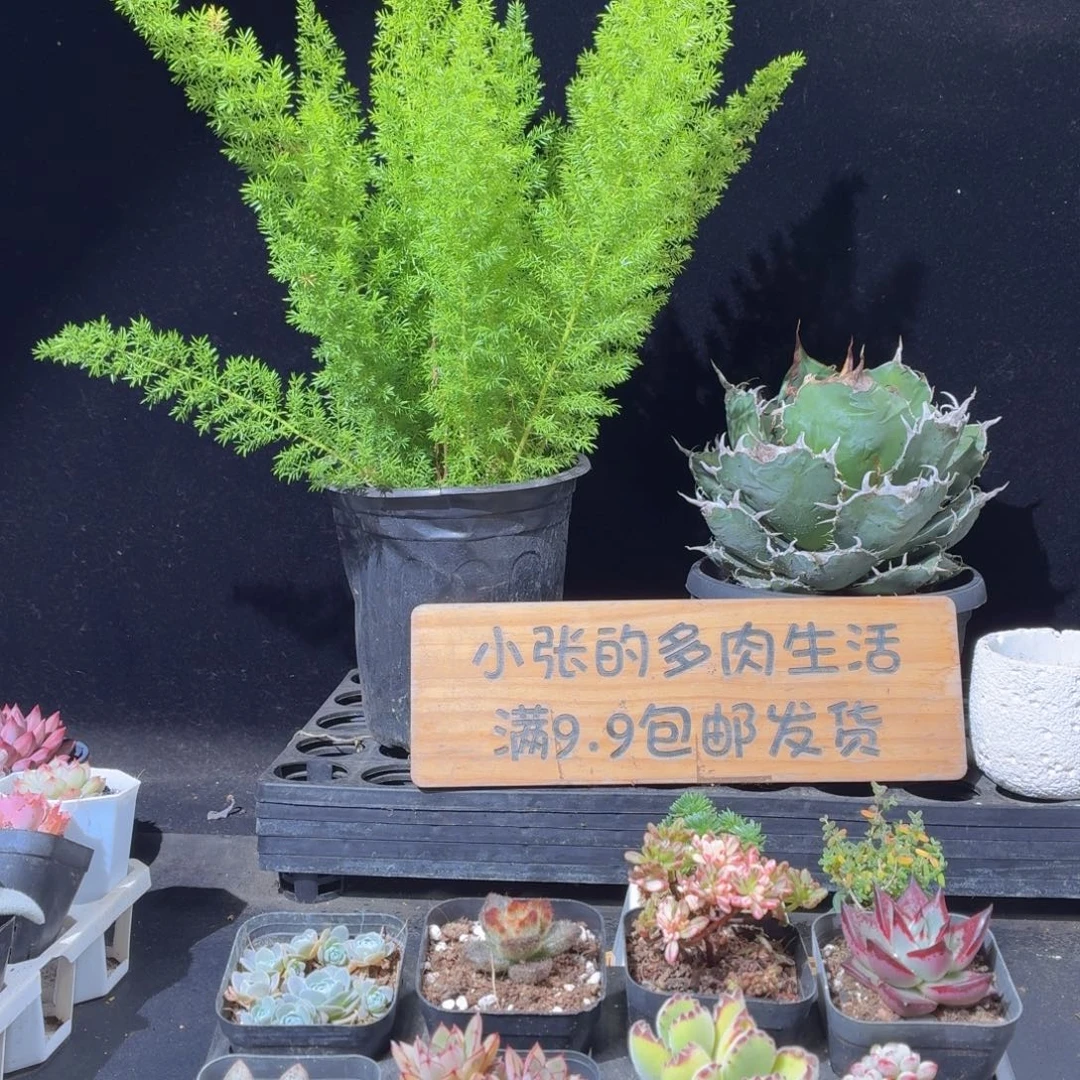 天门冬多肉9.9包邮发货