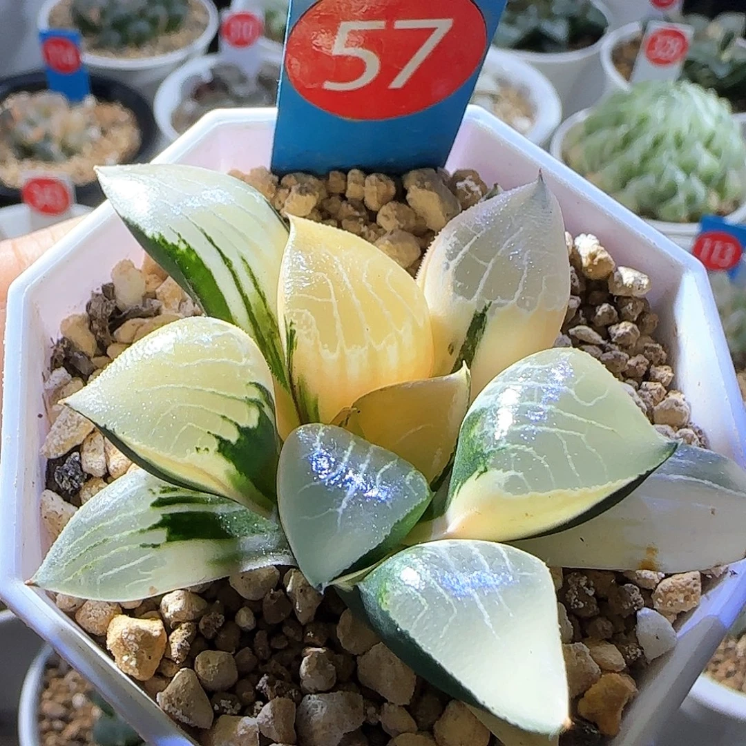 57号花影克锦一物一拍带盆土