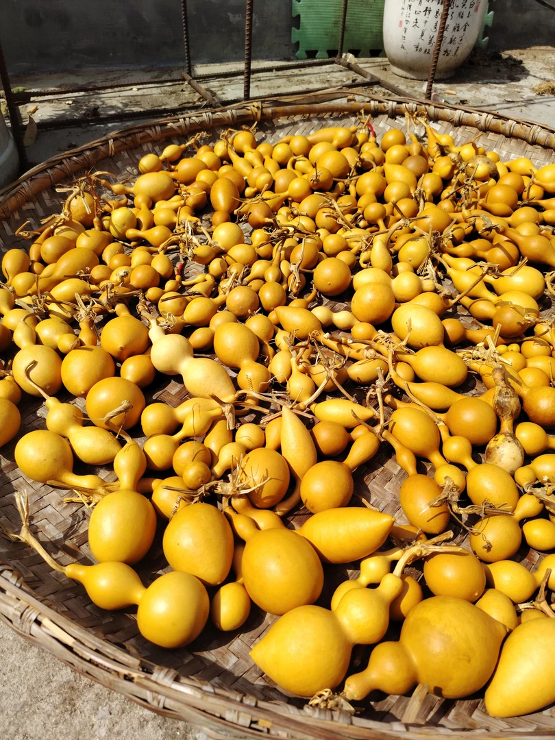 天然小葫芦手把件文玩带龙头手捻葫芦盘玩福禄葫芦