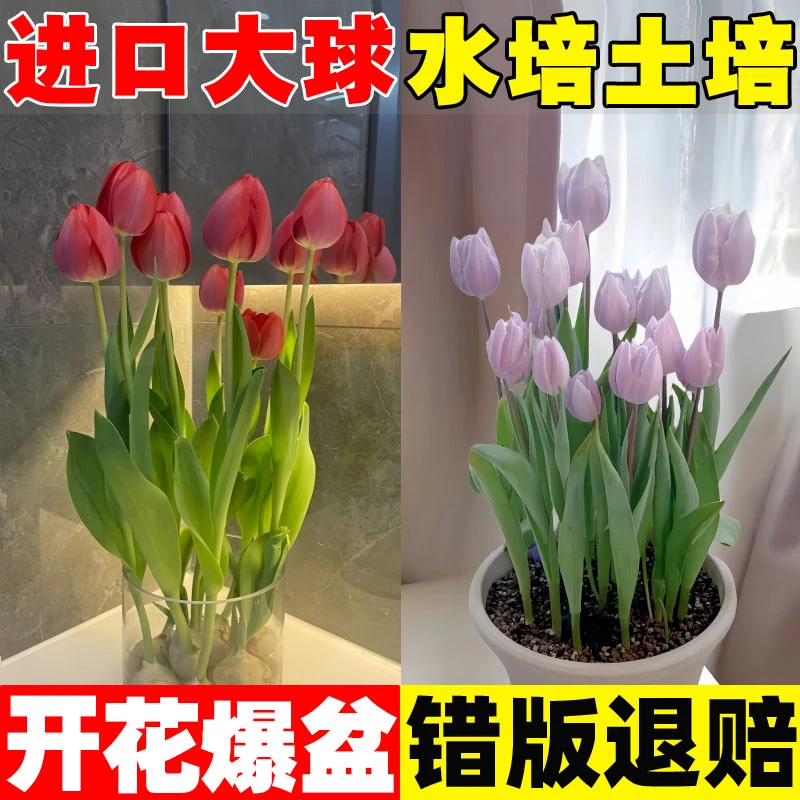 富瑞苗木场郁金香种球自然球荷兰进口水培土培盆栽种子籽耐寒花卉