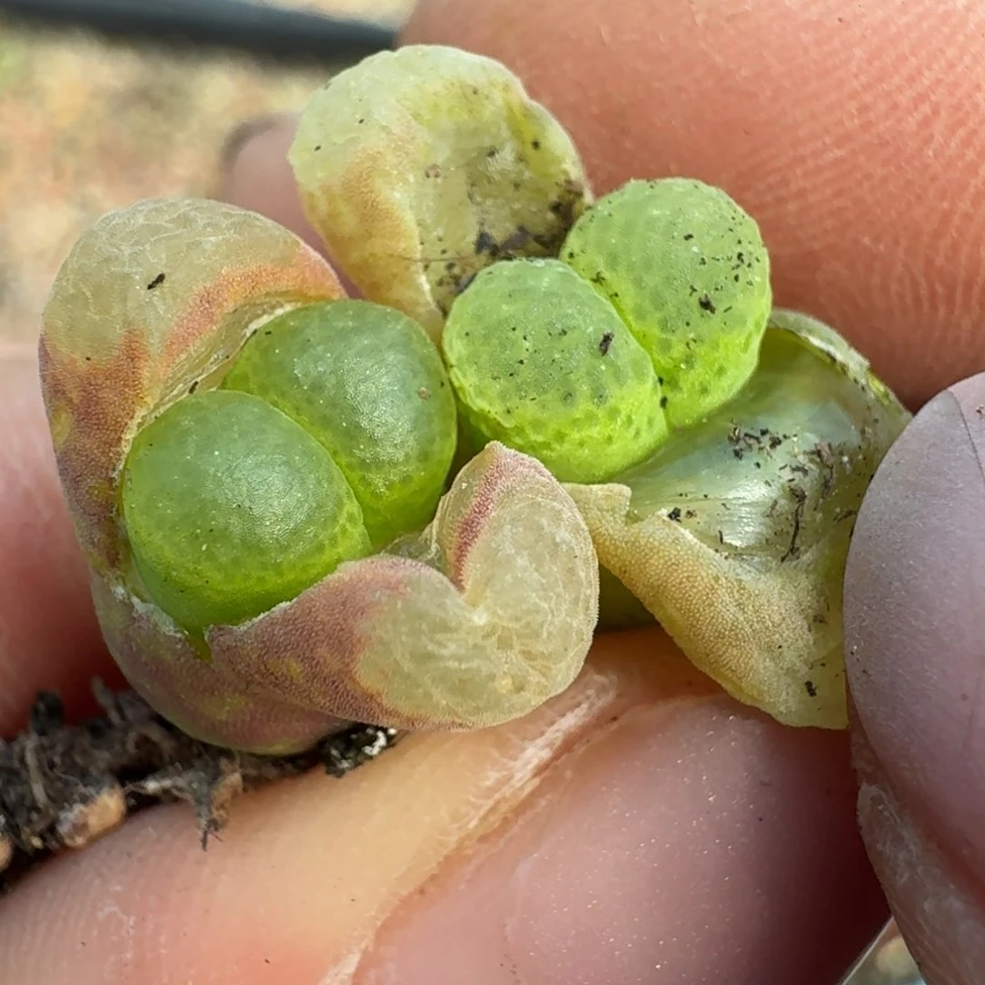 1076两颗0055866688888