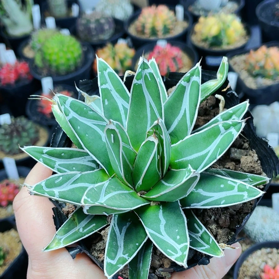 非偏远地区满25发货仙人球