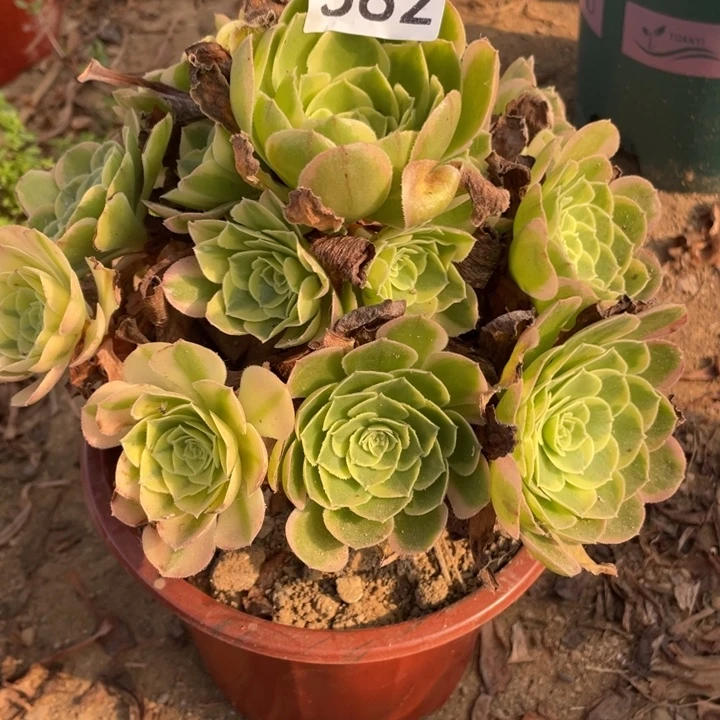 无花朵582多肉植物奶白