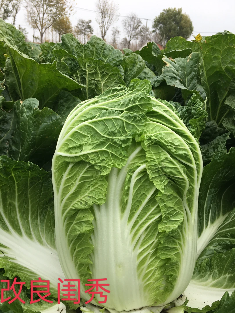 川塔闺秀大白菜种子 口感脆甜 产量高 菜型好 抗性强 不易抽薹