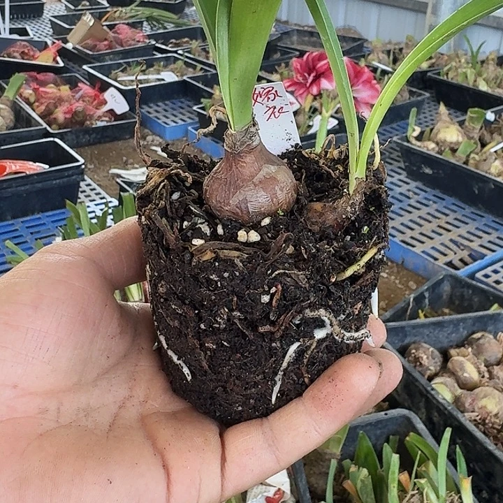 浪漫嫁衣朱顶红一棵  3+1
