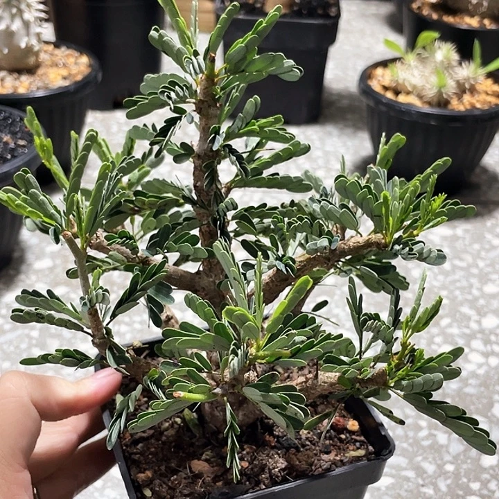 优选苏木66666666666666