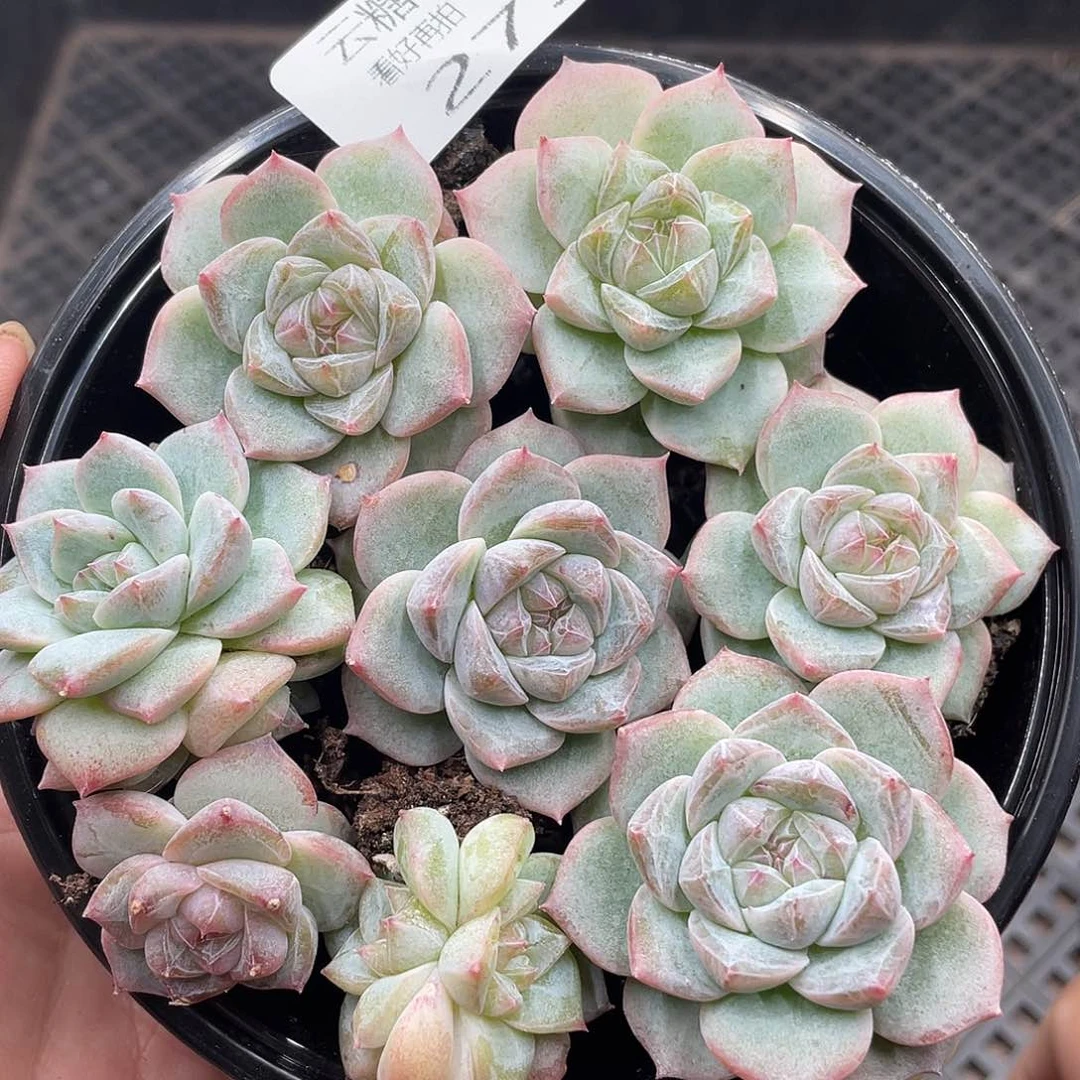 云糖心多肉植物275