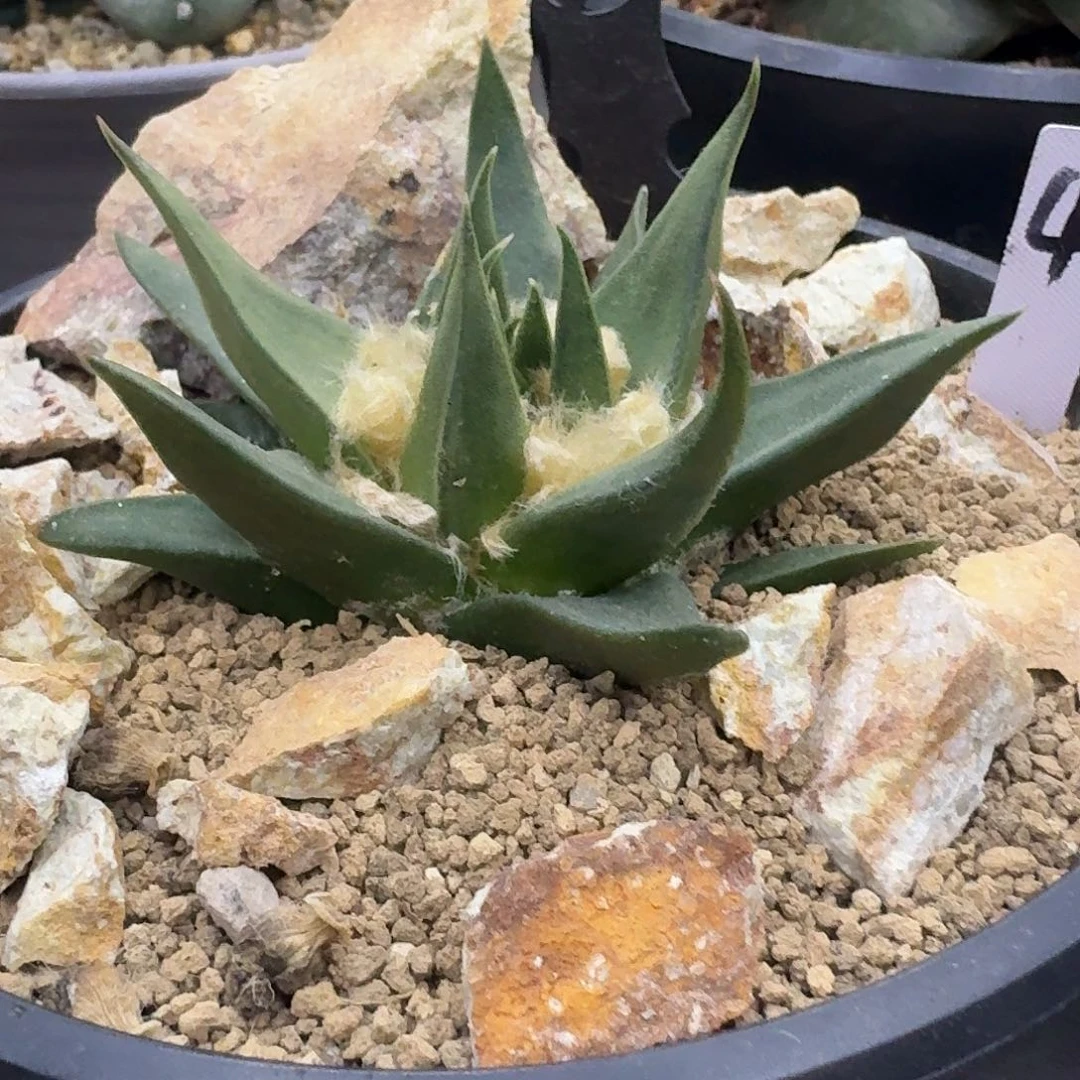 实生龙牙牡丹，开花株