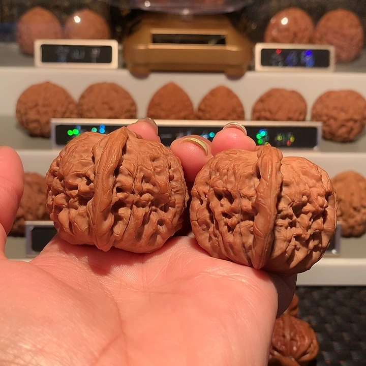 文玩核桃把件马老四