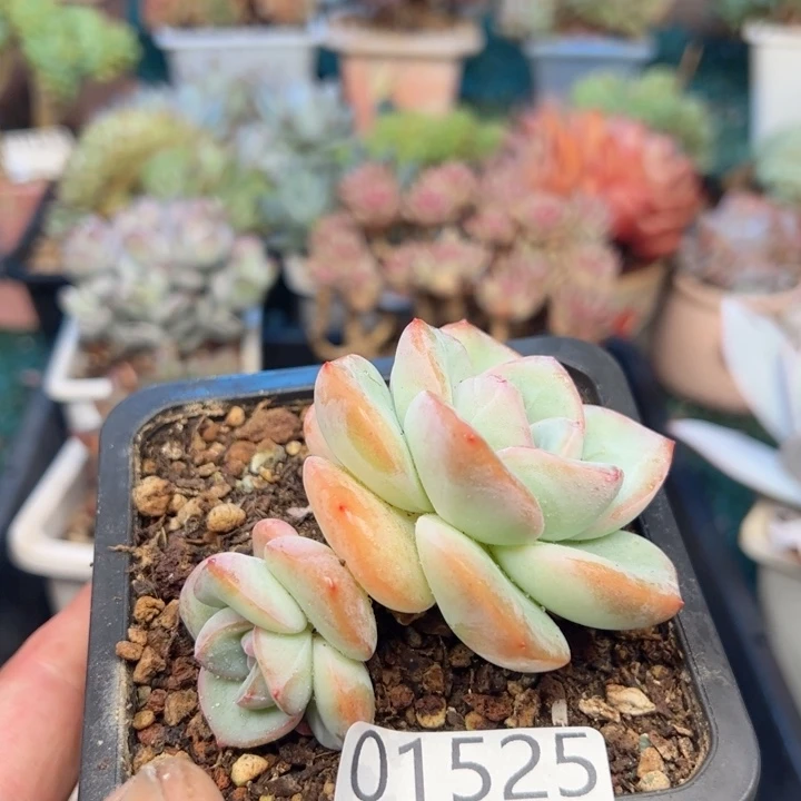 幸运的是我的朋友们