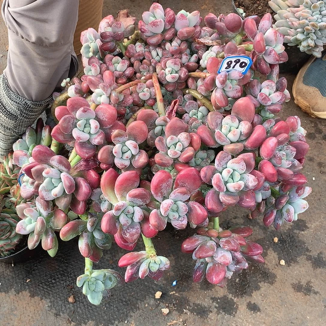 890洛神 一物一拍多肉