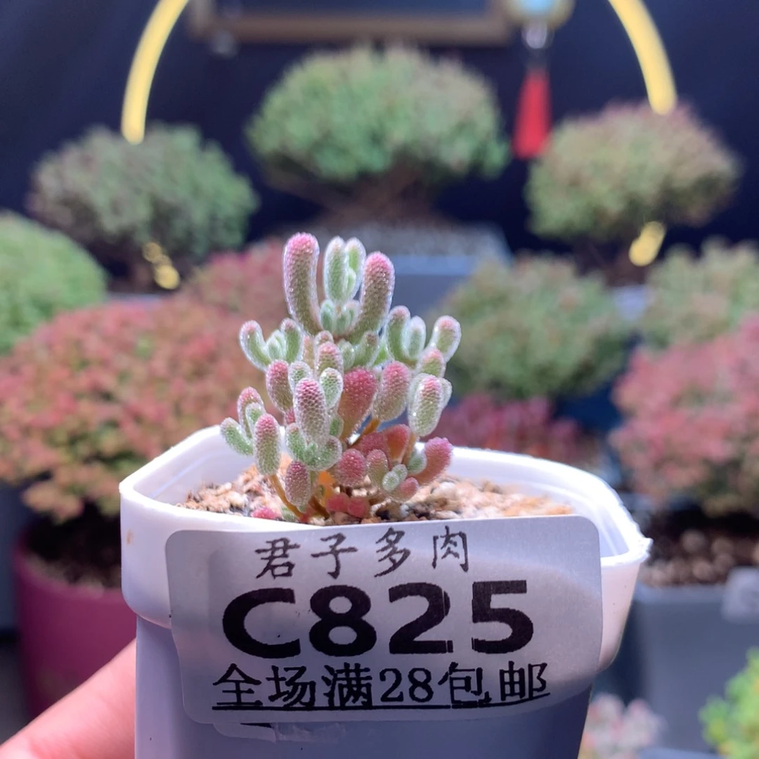 c825实生冰晶小苗。