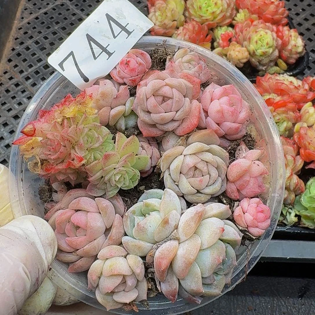 多肉植物多肉植物744