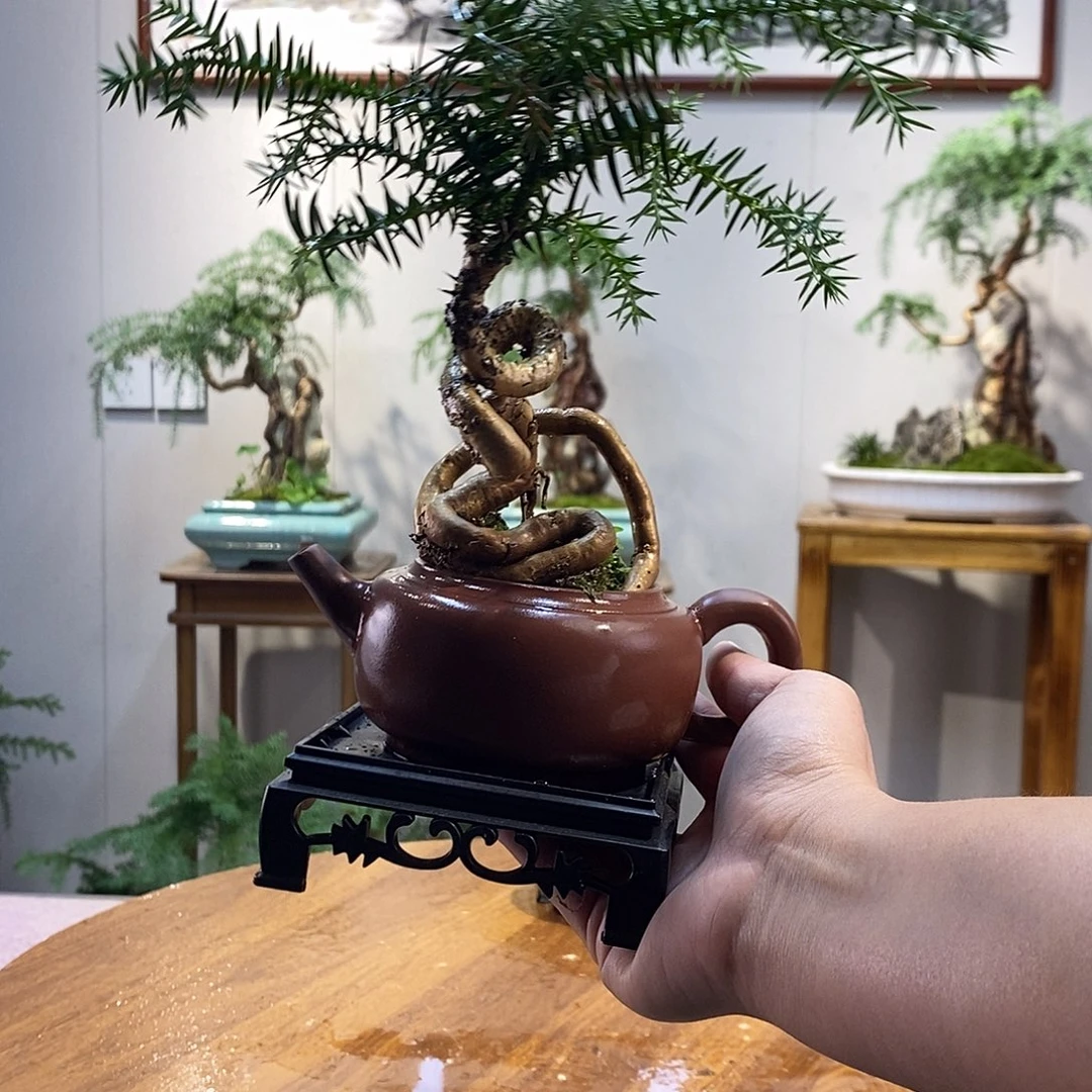 和****无花朵茶壶澳洲杉小盆景