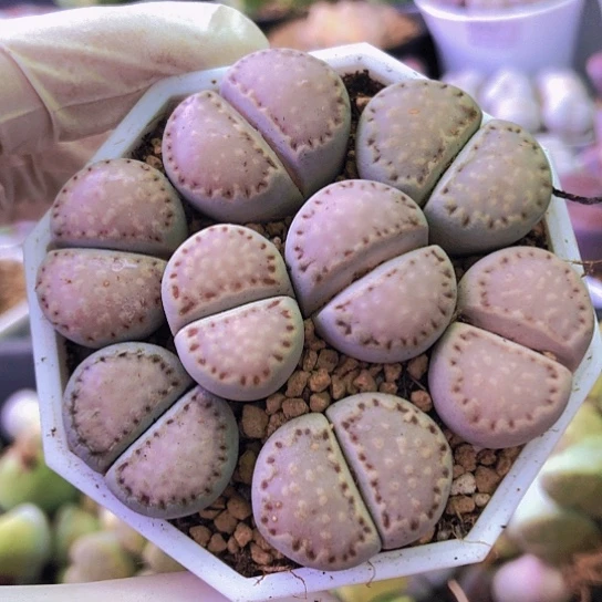 无花朵0478，优选饼干如图