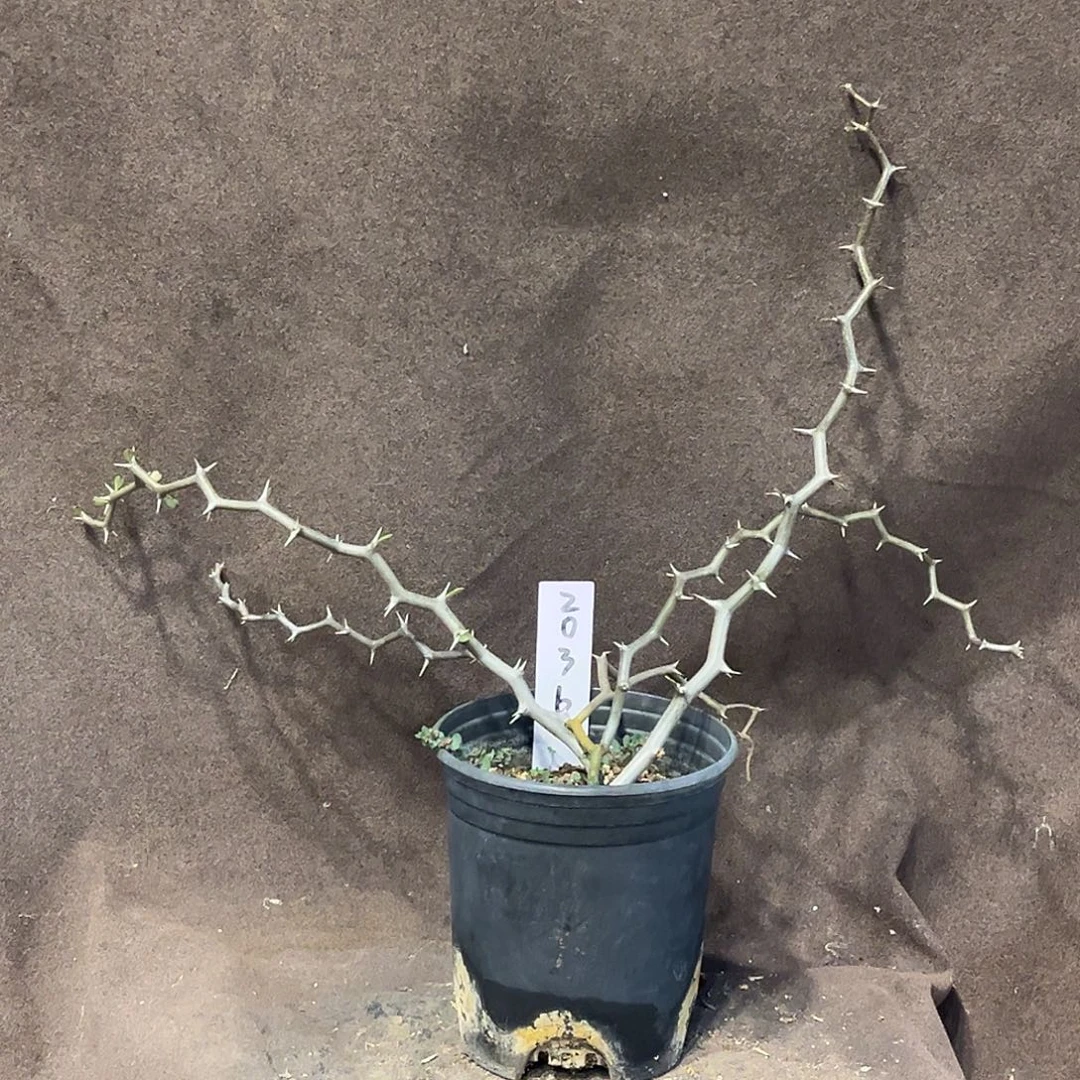 潮流植物 弯曲龙 半折2036