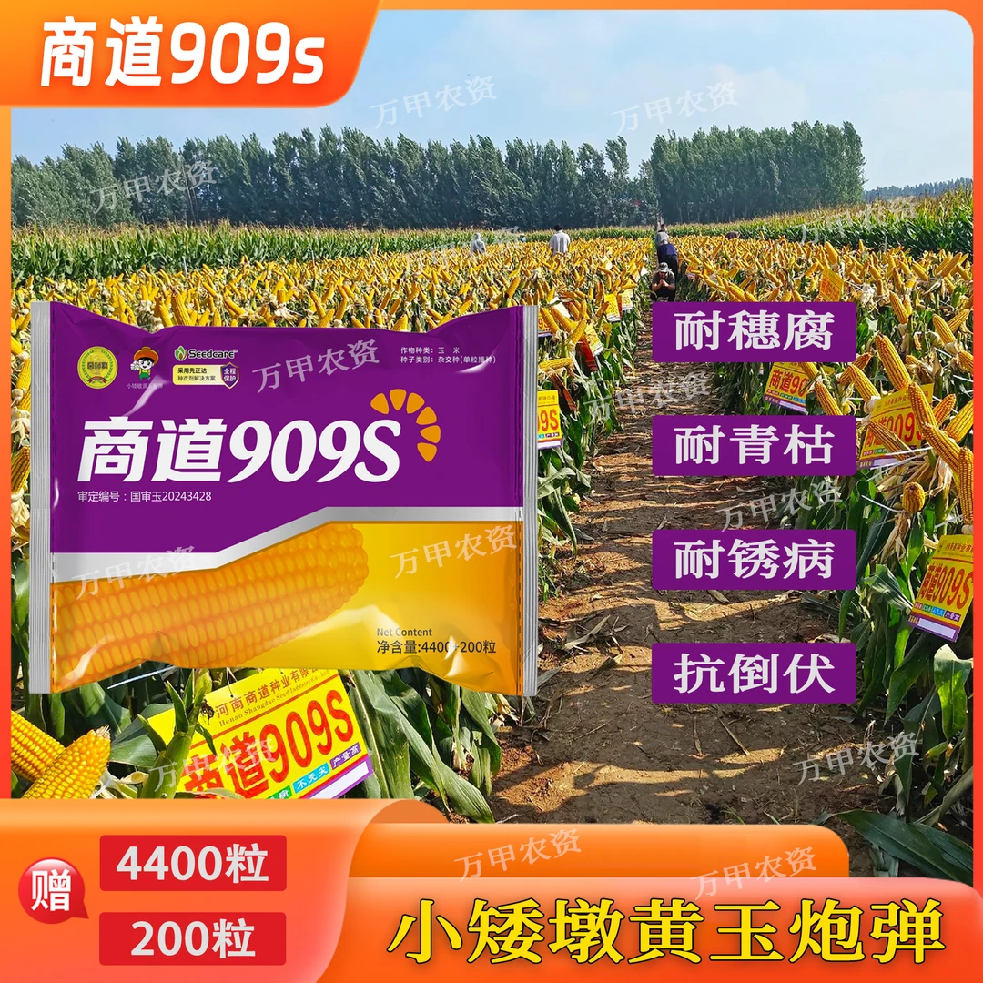 国审（商道909S）抗病抗倒深马齿红轴矮杆大棒国审玉米种子高产品种