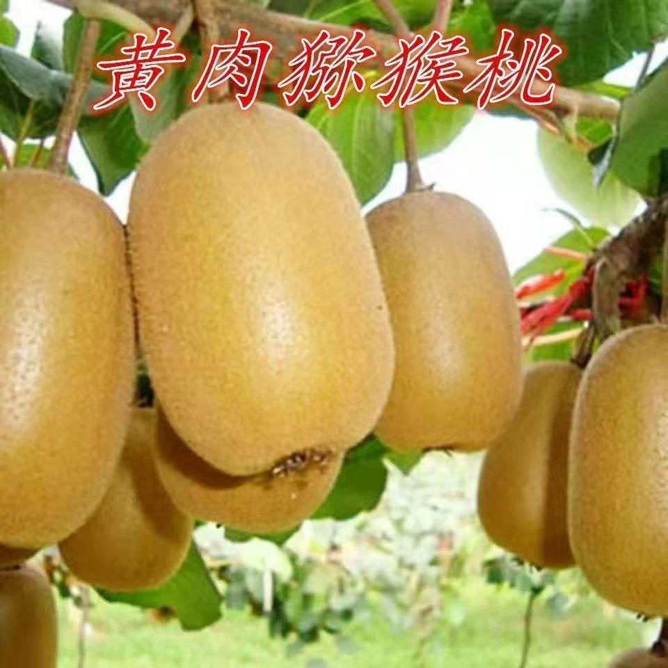 新品种猕猴桃苗红心黄心嫁接猕猴桃树苗南方北方四季种植当年结果