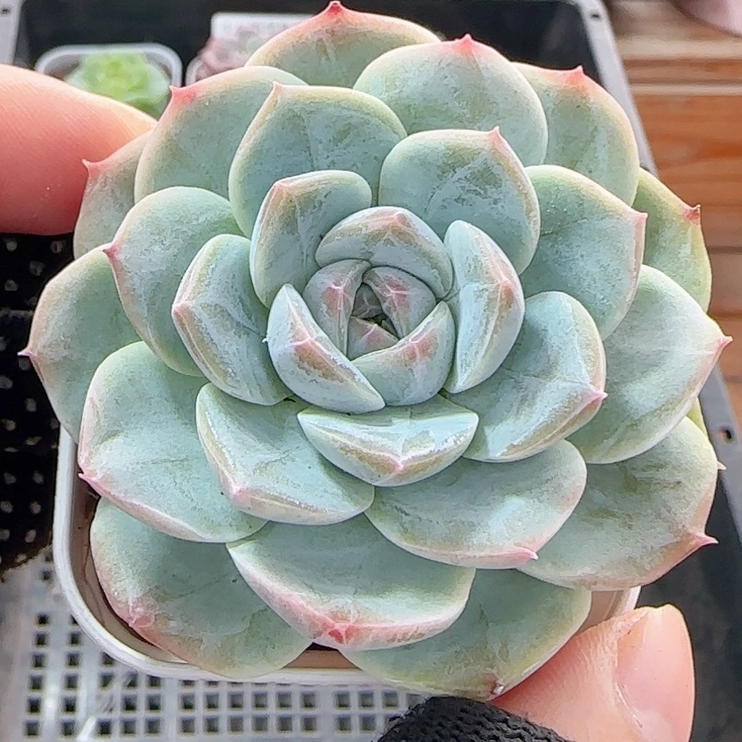 多肉1012--17福利