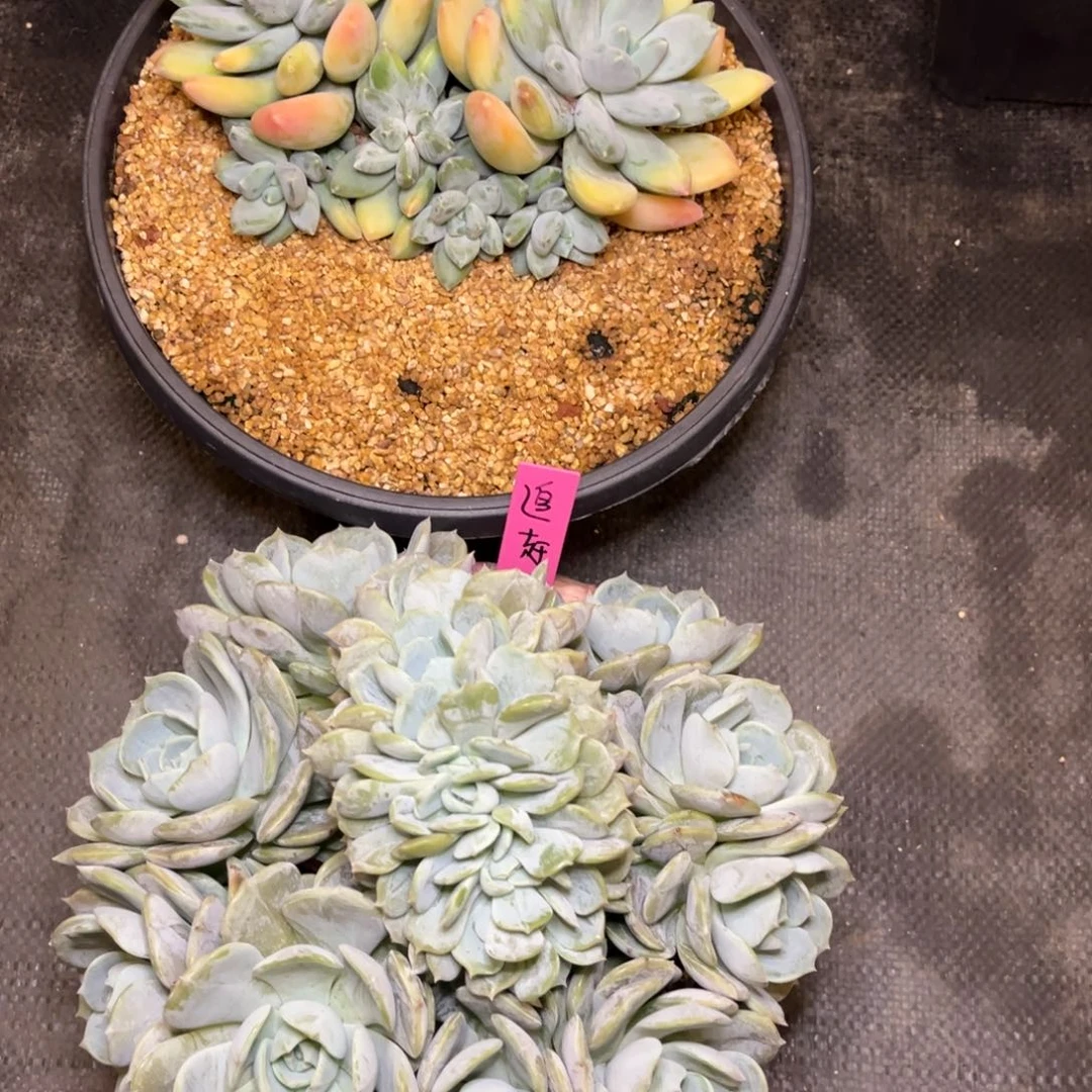 追**阳追赶太阳姐姐寄养。。。