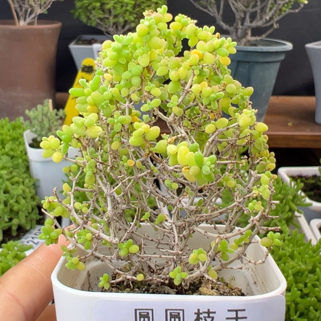【闪购商品】dy2150小小米盆口5cm